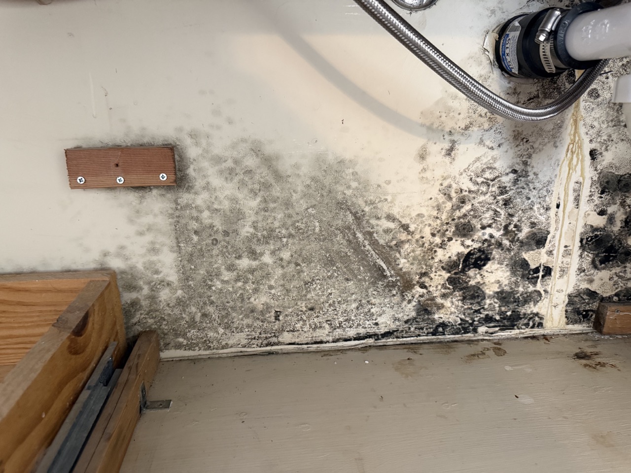 Mold Inspections
